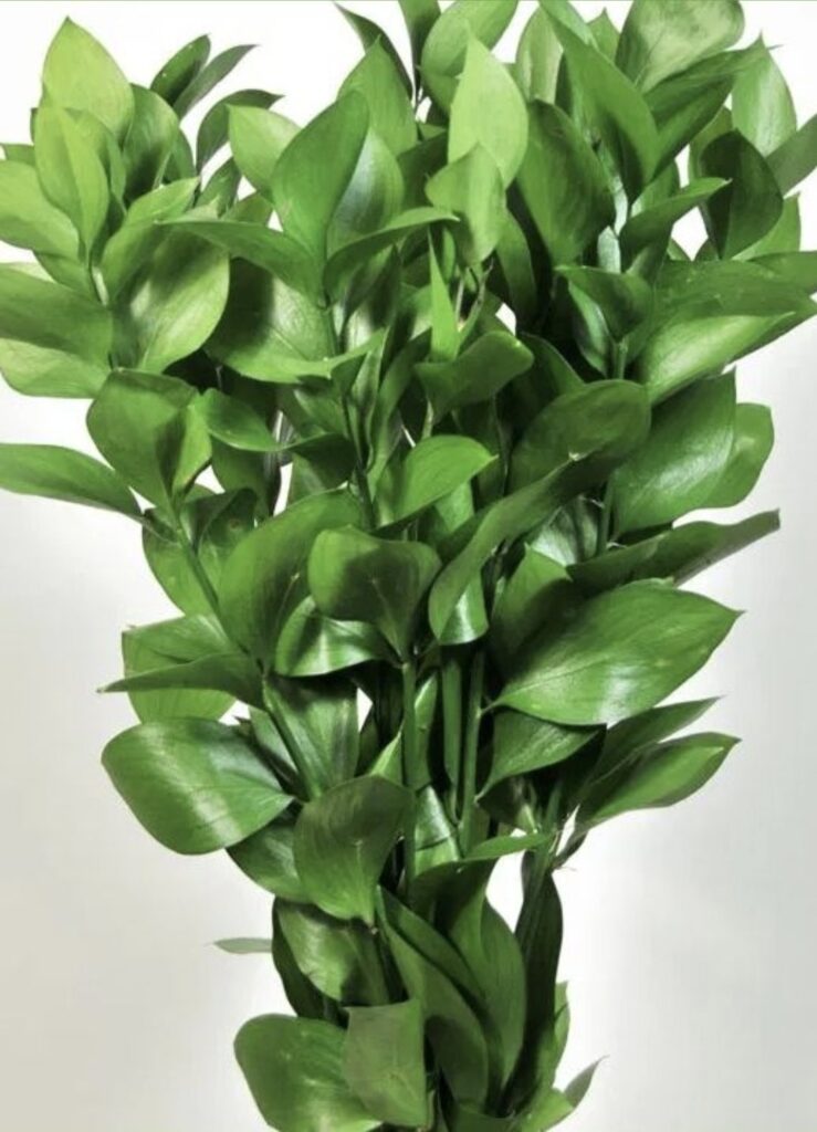 1000274727.jpg Ruscus Hypoglossum (Butcher's Broom)