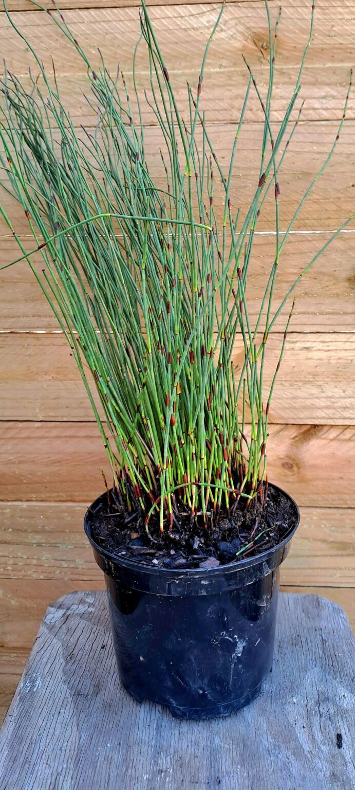 1000283162-scaled.jpg Elegia Tectorum Cape Thatching Grass