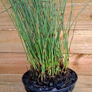 Elegia Tectorum Cape Thatching Grass