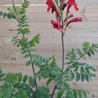 Cape HoneySuckle red