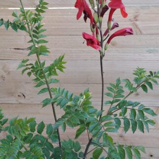 Cape HoneySuckle red