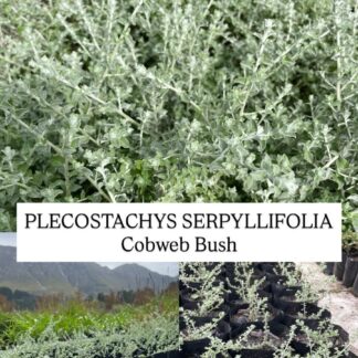 PLECOSTACHYS SERPYLLIFOLIA Cobweb Bush 3L