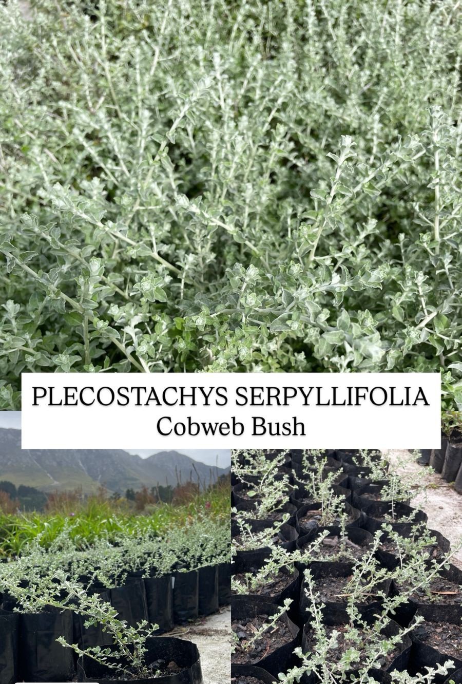 PLECOSTACHYS SERPYLLIFOLIA Cobweb Bush 3L