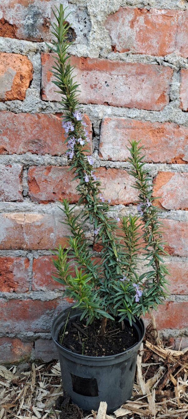 Rosemary