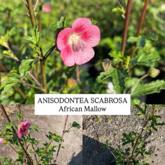 ANISODONTEA SCABROSA African Mallow 4,5L