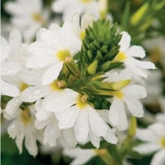 SCAEVOLA AEMULA Fairy Fan Flower - Bondi White 15cm
