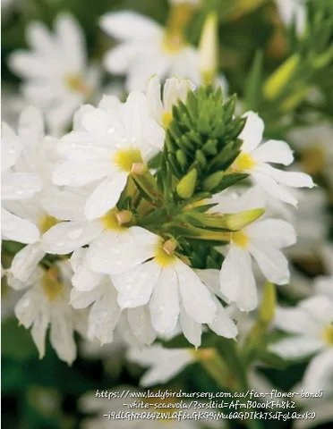 SCAEVOLA AEMULA Fairy Fan Flower - Bondi White 15cm