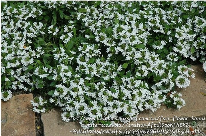 SCAEVOLA AEMULA Fairy Fan Flower - Bondi White 15cm - Image 2