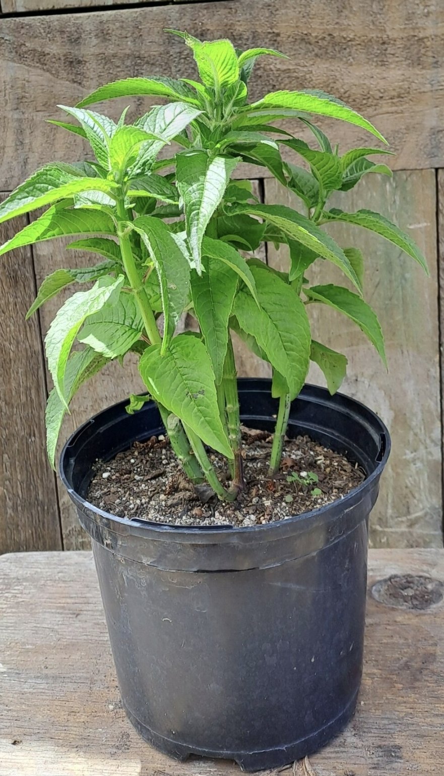 MONARDA DIDYMA - BeeMine Pink 15cm - Image 2