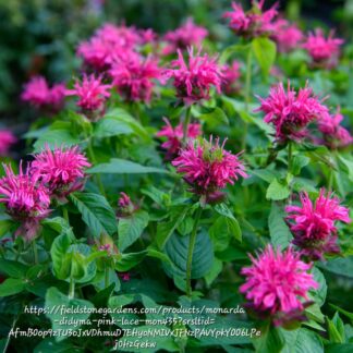 MONARDA DIDYMA  - BeeMine Pink 15cm