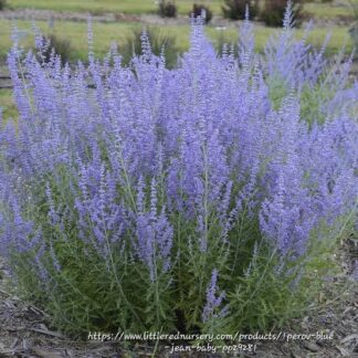 PEROVSKIA ATRIPLICIFOLIA Russian Sage - Blue Steel 2,5L