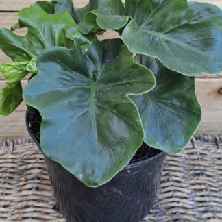 PHILODENDRON BIPINNATAFIDUM Atom 17cm