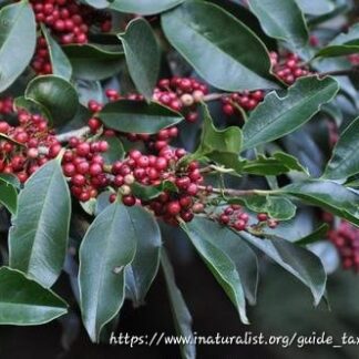 ILEX MITIS Cape Holly 6L