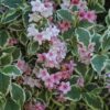 1000310650.jpg Weigela Variegated 17cm