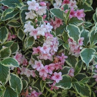 Weigela Variegated 17cm