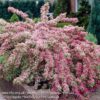 1000310651.jpg Weigela Variegated 17cm