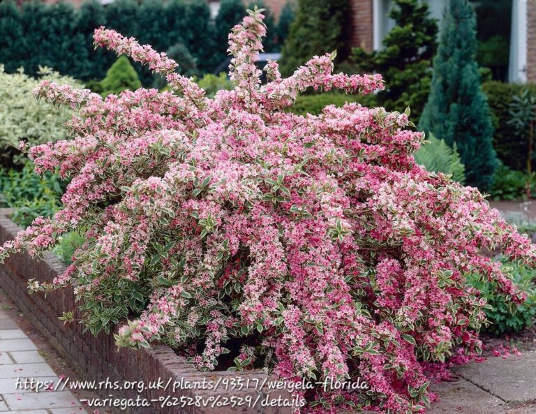 1000310651.jpg Weigela Variegated 17cm