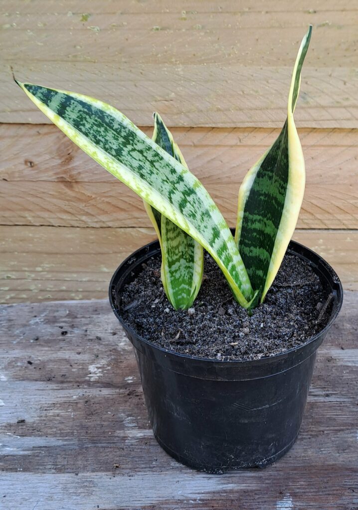 1000318184-scaled.jpg Snake Plant 'Laurentii Golden'