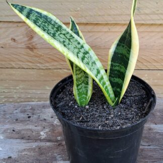 Snake Plant 'Laurentii Golden'