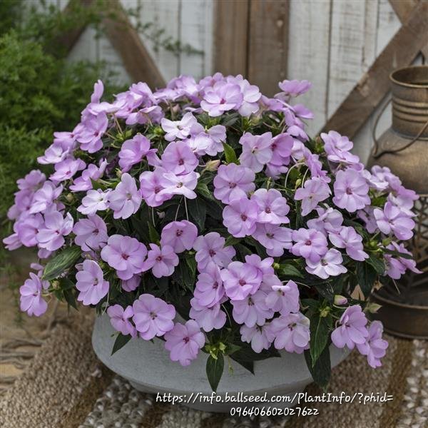 IMPATIENS INTERSPECIFIC Sunpatiens - Compact Orchid Blush 15cm