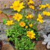 1000322936.jpg BIDENS FERULIFOLIA - Golden