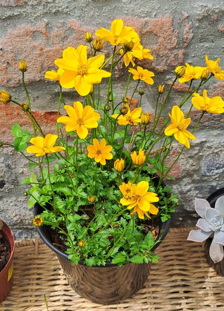 1000322936.jpg BIDENS FERULIFOLIA - Golden
