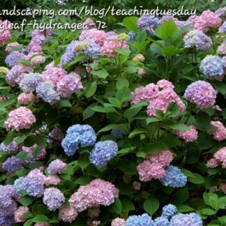 HYDRANGEA MACROPHYLLA Bigleaf Hydrangea 4,5L