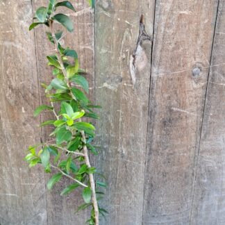 DOVYALIS CAFFRA Kei-Apple - Arrow 4,5L