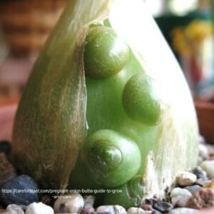 Pregnant Fairy Succulent