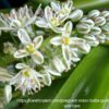 1000325666.jpg Pregnant Fairy Succulent
