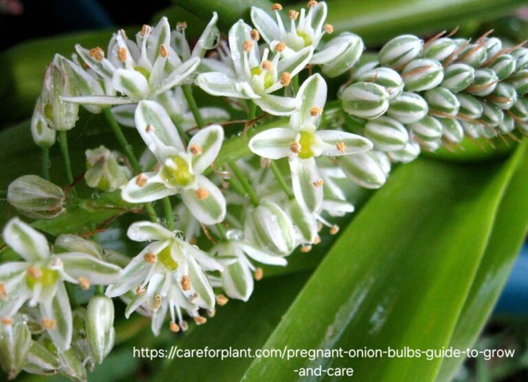 1000325666.jpg Pregnant Fairy Succulent
