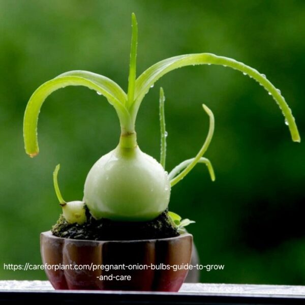 Pregnant Fairy Succulent