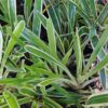 1000329485-scaled.jpg Mix Bromeliad