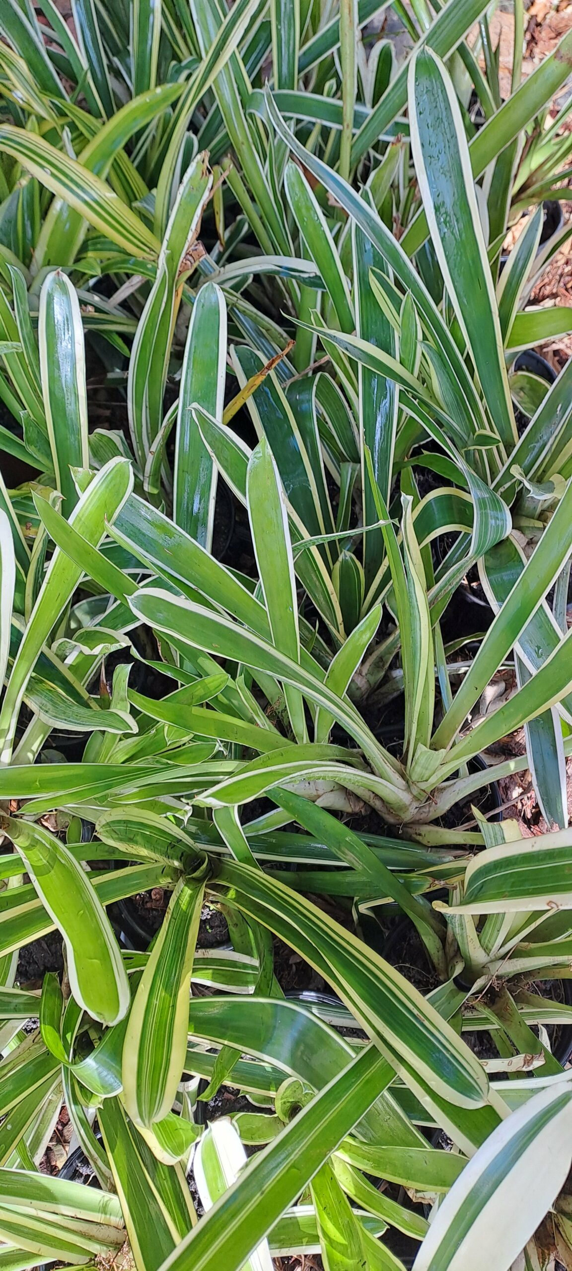 Mix Bromeliad - Image 6