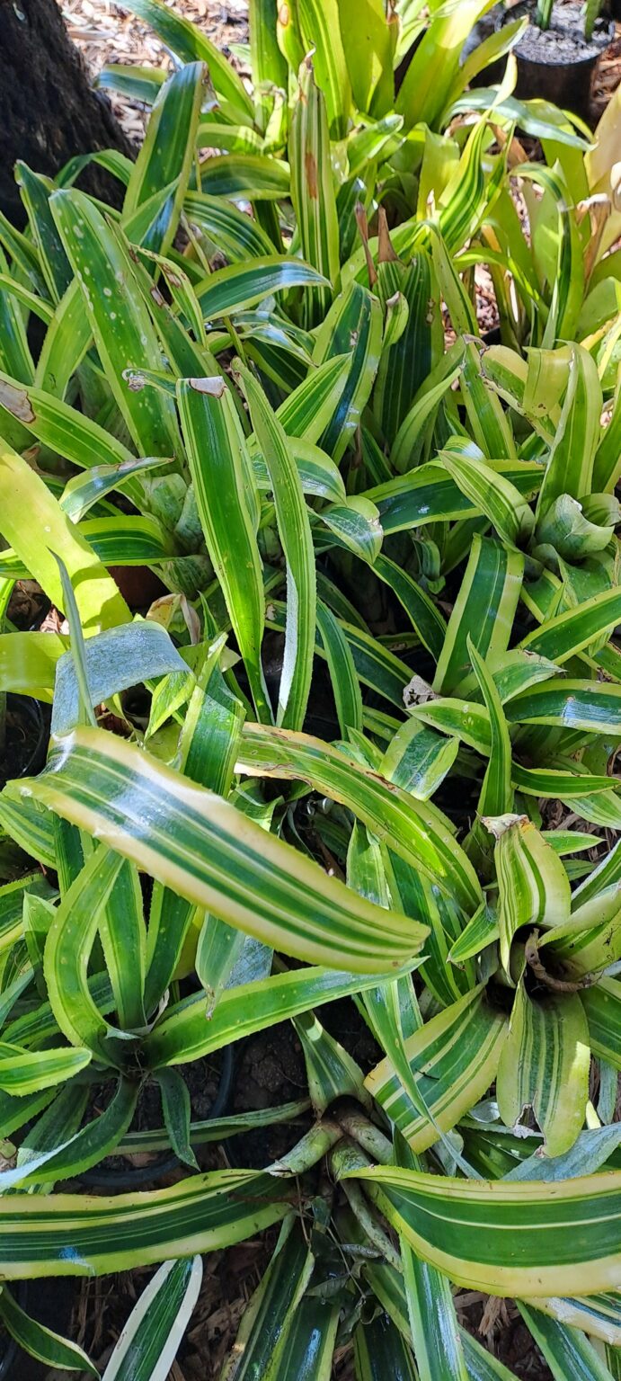 1000329486-scaled.jpg Mix Bromeliad