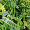1000329486-scaled.jpg Mix Bromeliad