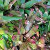 1000329487-scaled.jpg Mix Bromeliad
