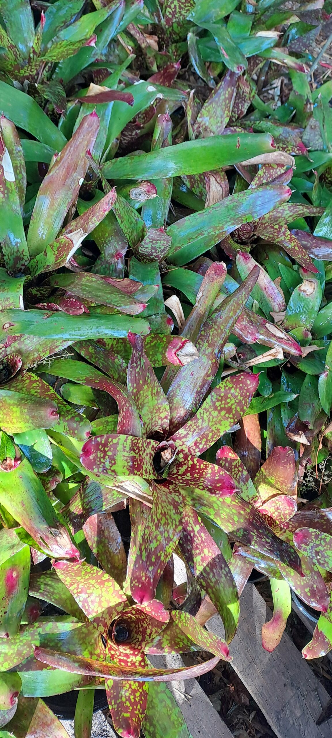 Mix Bromeliad - Image 7