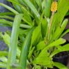 1000329488-scaled.jpg Mix Bromeliad