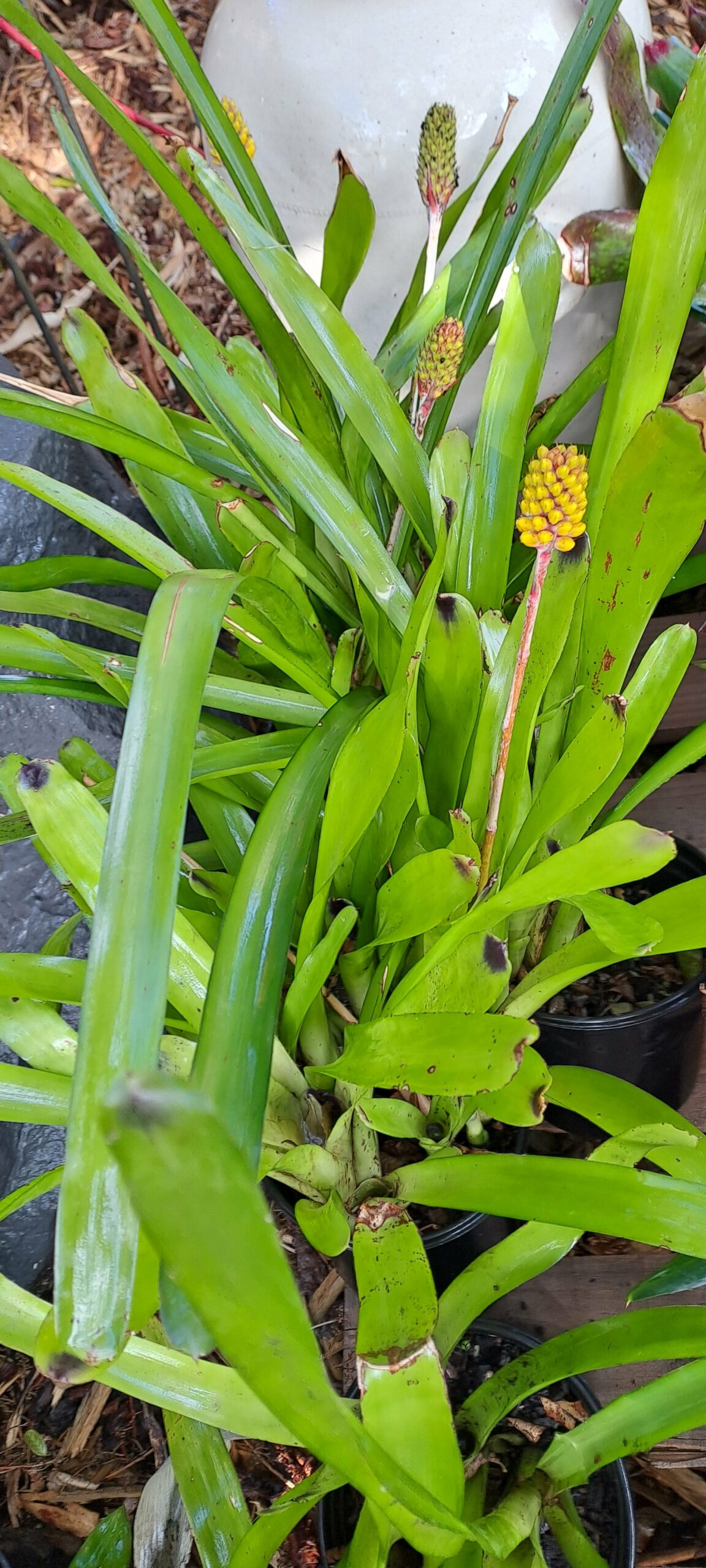 Mix Bromeliad - Image 5
