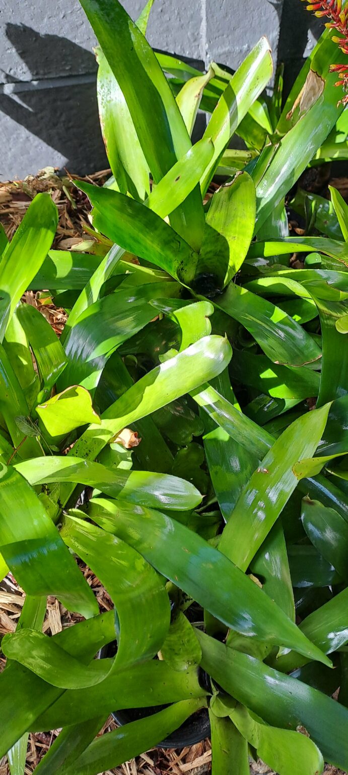 1000329489-scaled.jpg Mix Bromeliad