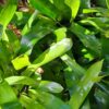 1000329489-scaled.jpg Mix Bromeliad