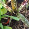 1000329490-scaled.jpg Mix Bromeliad
