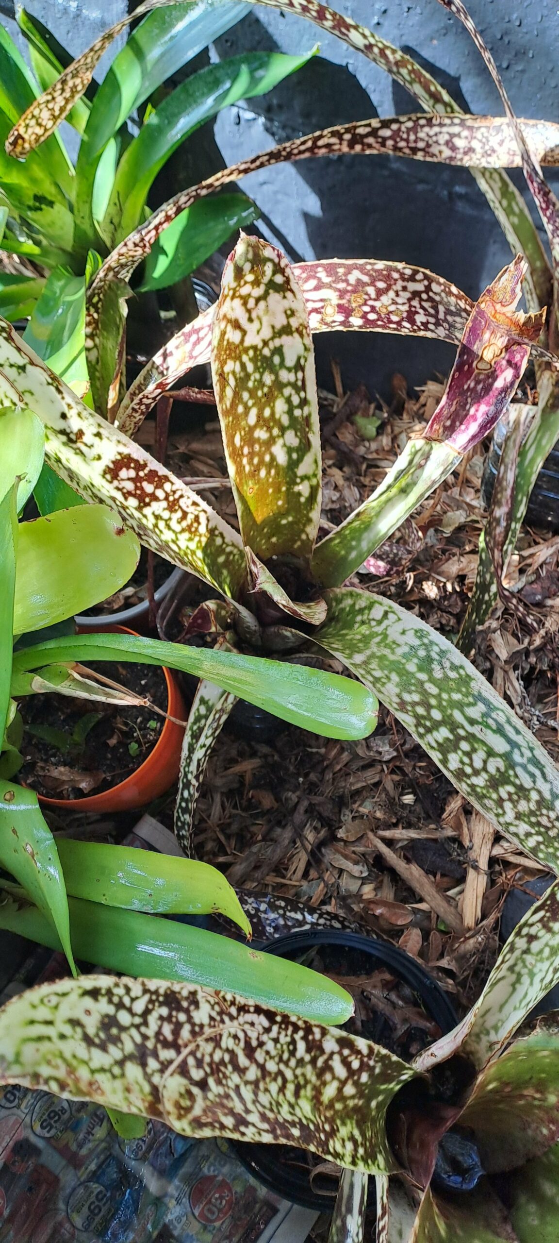 Mix Bromeliad - Image 4
