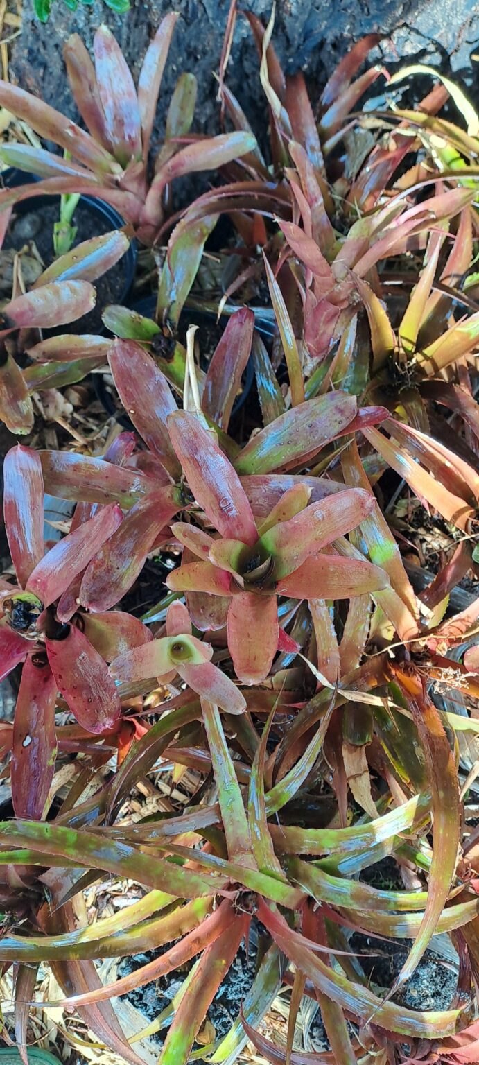 1000329491-scaled.jpg Mix Bromeliad