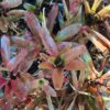 1000329491-scaled.jpg Mix Bromeliad