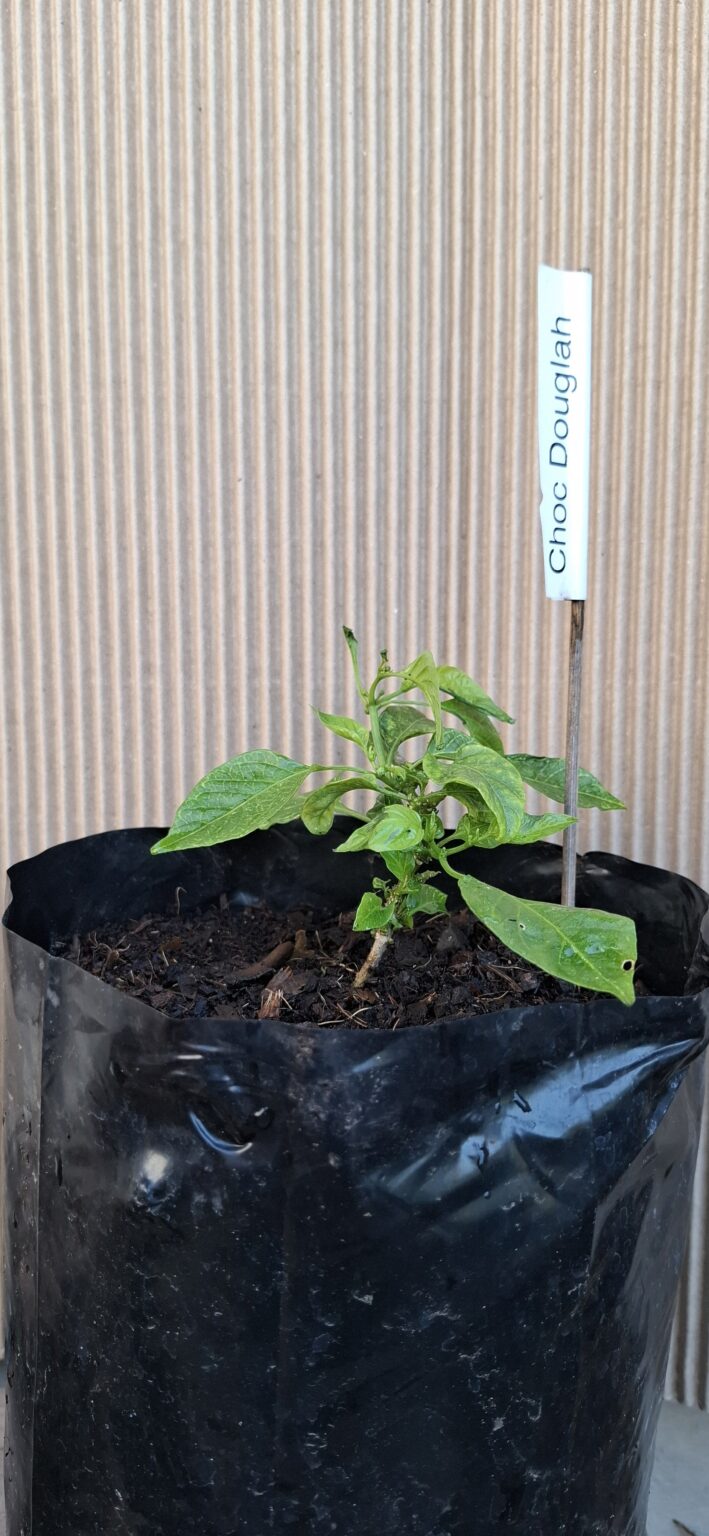 Chocolate Douglah Chilli Pepper Plant 4,5L