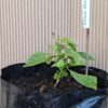 Chocolate Douglah Chilli Pepper Plant 4,5L