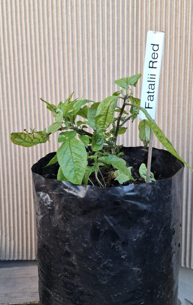 Fatalii Red Chilli Plant 4,5L