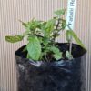 Fatalii Red Chilli Plant 4,5L
